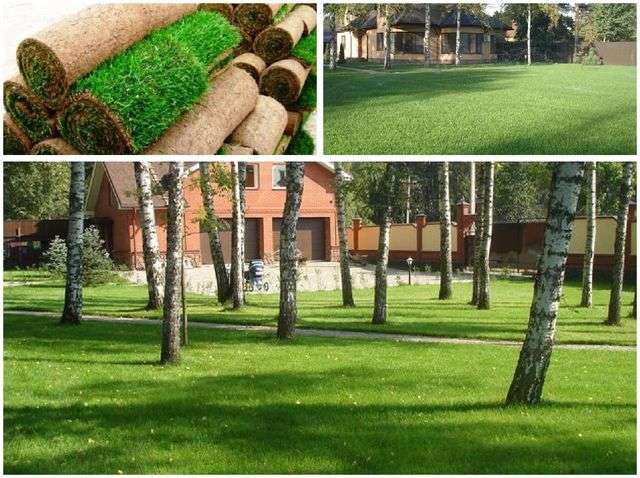 газон на приватній ділянці