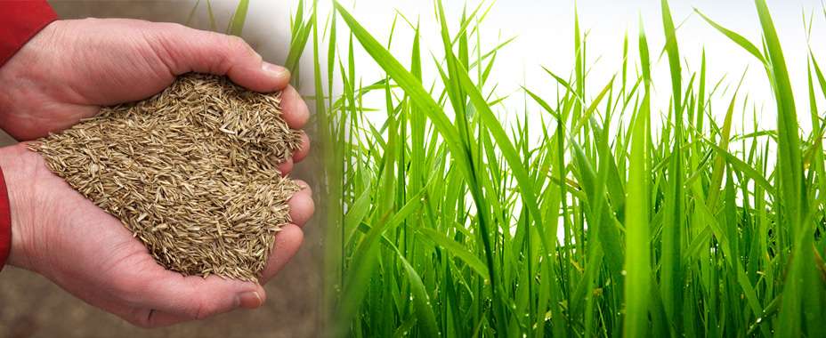 Посевной газон