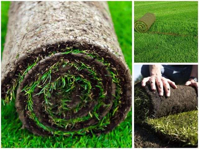 рулонний газон