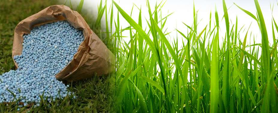 Обслуговування та догляд за газоном