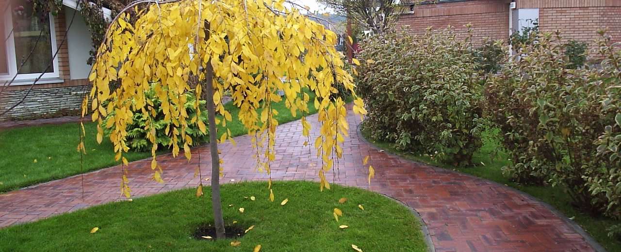 Озеленення посадка саду