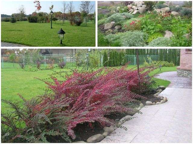 Зелений газон червоний барбарис